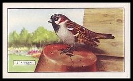 37GB Sparrow.jpg
